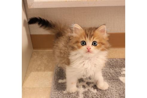 成約済の大阪府のミヌエット-7440の1枚目